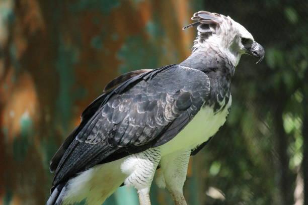 The Harpy Eagle Meet the World’s Most Terrifying Bird