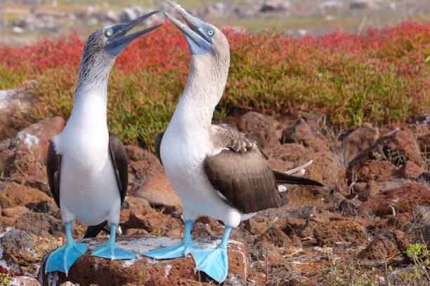blue-footed booby
