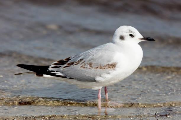 Top 5 Bird Sanctuaries Every Rare Bird Lover Needs to Explore